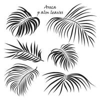 rama tropical palma areca hojas. en negro colores, aislado en blanco antecedentes. vector