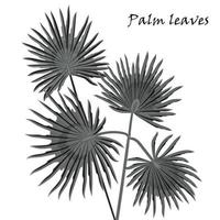 silueta tropical palma hojas negro aislado en blanco antecedentes. vector
