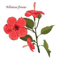 Hibiscus flower in realistic hand-drawn style isolated on white background. vector