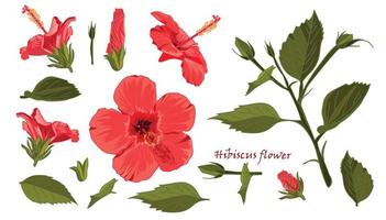 Set red hibiscus flower with leaves in realistic hand-drawn style vector