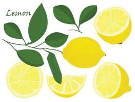 Set of yellow whole and chopped lemon Isolated on white background. Botanical drawing doodle art. Tropical Citrus Fruit pattern. Healthy food frame vector