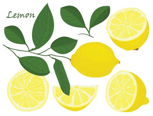 Set of yellow whole and chopped lemon Isolated on white background. Botanical drawing doodle art. Tropical Citrus Fruit pattern. Healthy food frame