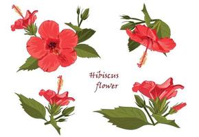 Set red hibiscus flower with leaves in realistic hand-drawn style vector