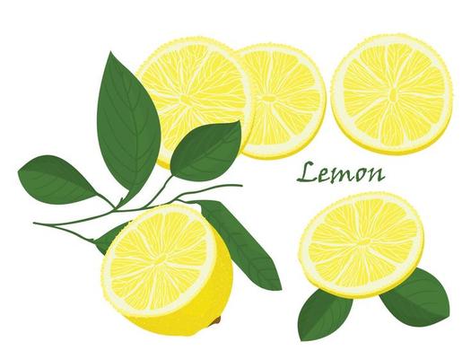 Set of yellow whole and chopped lemon Isolated on white background. Botanical drawing doodle art. Tropical Citrus Fruit pattern. Healthy food frame