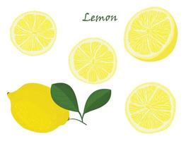 Set of yellow whole and chopped lemon Isolated on white background. Botanical drawing doodle art. Tropical Citrus Fruit pattern. Healthy food frame vector