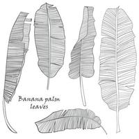 conjunto de silueta tropical plátano palma hojas verde aislado en blanco antecedentes. vector