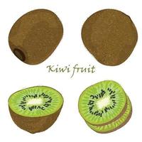 Set of hand-drawn kiwi fruit, single, peeled and sliced fruits. realistic drawing, isolated on white background vector