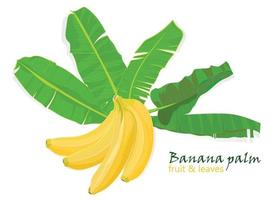 Branch tropical palm banana leaves and fruits. realistic drawing in flat color style. isolated on white background. vector