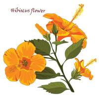 Set of yellow hibiscus flowers in realistic hand-drawn style isolated on white background vector