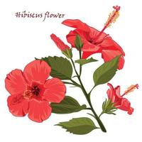 Hibiscus flower in realistic hand-drawn style isolated on white background vector