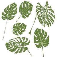 Silhouette tropical monstera leaves. Green isolated on white background vector