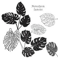 Silhouette tropical monstera leaves. Black isolated on white background vector