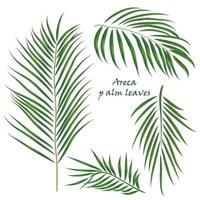 Branch tropical palm areca leaves. realistic drawing in flat color style. isolated on white background. vector