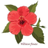 Hibiscus flower in realistic hand-drawn style isolated on white background. vector