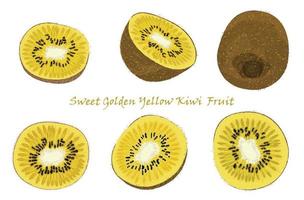 Set of hand-drawn yellow kiwi fruit, single, peeled and sliced fruits. realistic drawing, isolated on white background vector