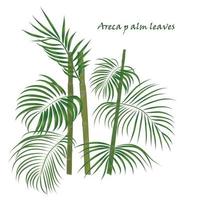 Branch tropical palm areca leaves. realistic drawing in flat color style. isolated on white background. vector