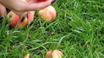 un mano es cosecha un rojo manzana desde un césped, cerca arriba video