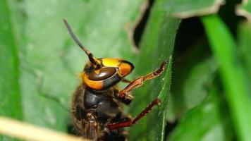 fechar acima do a cabeça do europeu vespa trabalhador vespa caranguejo video