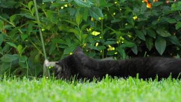 Scozzese piegare nero gatto bugie nel il verde erba vicino Villetta video