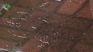 gotas de chuva caindo em poça, câmera lenta video