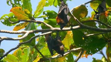 twee lyle's vliegend vos -pteropus lylei- blijft hangen Aan een boom tak, langzaam beweging video