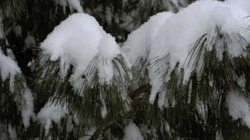 den snötäckta grenen av en tall och fallande snö video