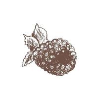 A hand-drawn sketch of  raspberry. Vintage illustration, doodle. Element for the design of labels, packaging and postcards. vector