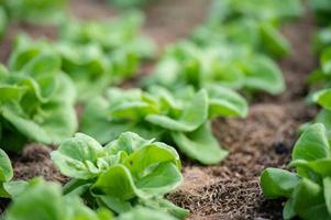 Organic hydroponic vegetable cultivation farm. lettuce crops growing photo