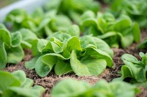 Organic hydroponic vegetable cultivation farm. lettuce crops growing photo