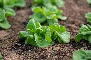 Organic hydroponic vegetable cultivation farm. lettuce crops growing photo