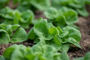 Organic hydroponic vegetable cultivation farm. lettuce crops growing photo