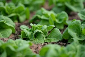 Organic hydroponic vegetable cultivation farm. lettuce crops growing photo