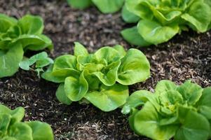 Organic hydroponic vegetable cultivation farm. lettuce crops growing photo