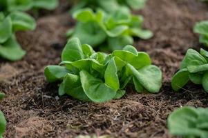 Organic hydroponic vegetable cultivation farm. lettuce crops growing photo