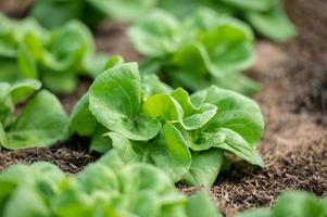 Organic hydroponic vegetable cultivation farm. lettuce crops growing photo