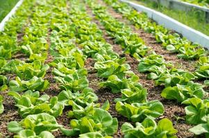 Organic hydroponic vegetable cultivation farm. lettuce crops growing photo