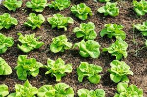 Organic hydroponic vegetable cultivation farm. lettuce crops growing photo