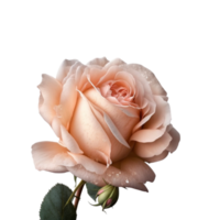 prachtig roze roos bloemen met groen bladeren png