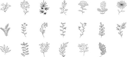 herbario planta conjunto vector