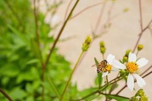 Honey bee take nectar on the meadow flower when day time. The photo is suitable to use for animal wild life background, spring poster and nature content media.