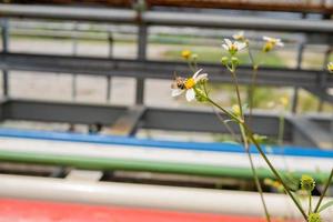 miel abeja tomar néctar en el prado flor cuando día tiempo. el foto es adecuado a utilizar para animal salvaje vida fondo, primavera póster y naturaleza contenido medios de comunicación.