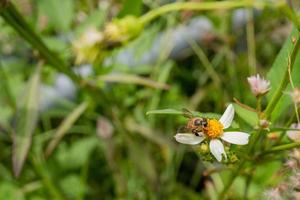 Honey bee take nectar on the meadow flower when day time. The photo is suitable to use for animal wild life background, spring poster and nature content media.