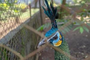 Close up peacock bird on the mini zoo Semarang Central Java. The photo is suitable to use for nature animal background, zoo poster and advertising.