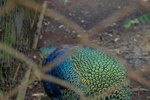 Close up peacock bird on the mini zoo Semarang Central Java. The photo is suitable to use for nature animal background, zoo poster and advertising.