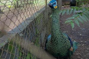 cerca arriba pavo real pájaro en el mini zoo semarang central Java. el foto es adecuado a utilizar para naturaleza animal fondo, zoo póster y publicidad.