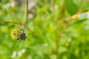 Black beetles perch over the flower buds. The photo is suitable to use for animal wild life background, spring poster and nature content media.