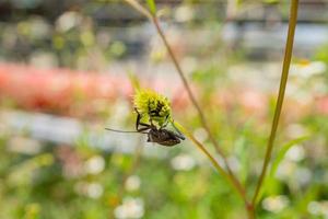 Black beetles perch over the flower buds. The photo is suitable to use for animal wild life background, spring poster and nature content media.