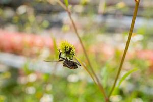 Black beetles perch over the flower buds. The photo is suitable to use for animal wild life background, spring poster and nature content media.