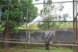The Java Eagle on the mini zoo cage, Semarang Central Java. The photo is suitable to use for nature animal background, zoo poster and advertising.
