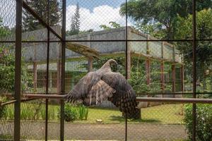 The Java Eagle on the mini zoo cage, Semarang Central Java. The photo is suitable to use for nature animal background, zoo poster and advertising.